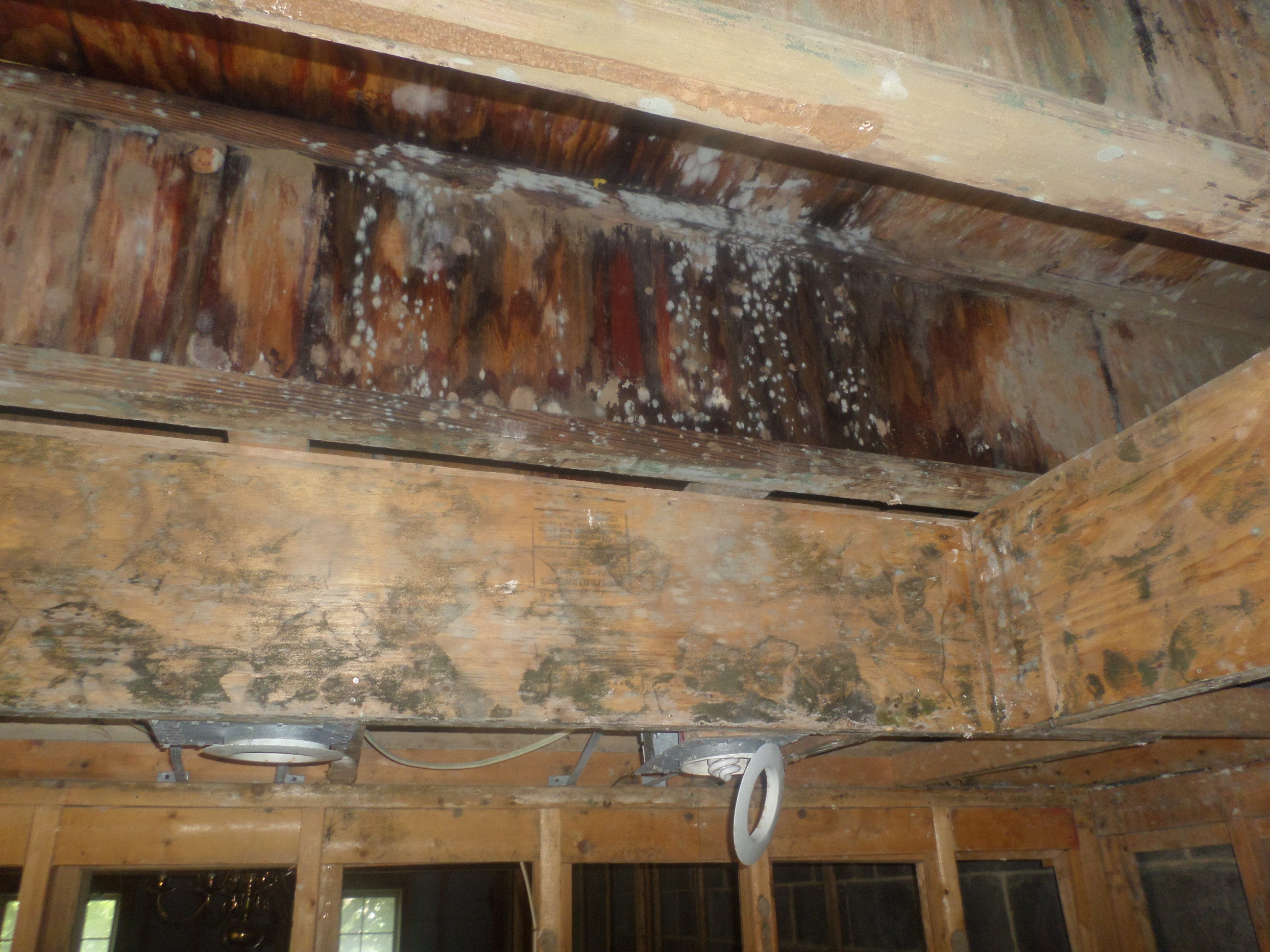 Mold Remediation in Fairfax County VA