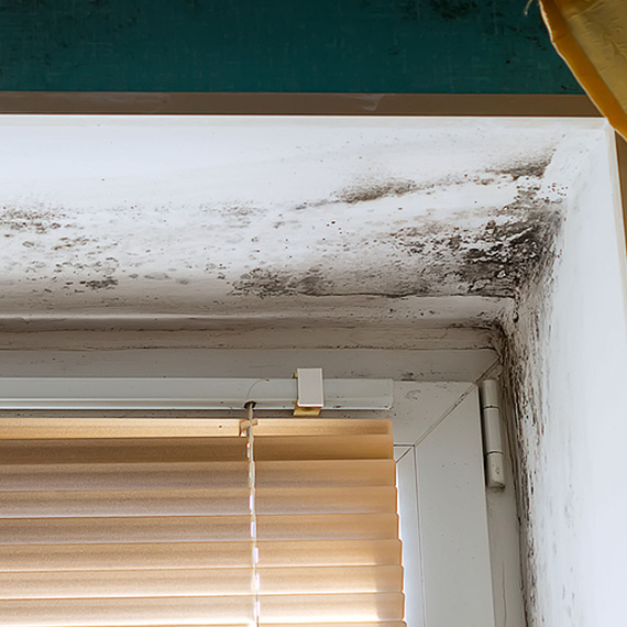 Expert Mold Remediation in Sterling VA