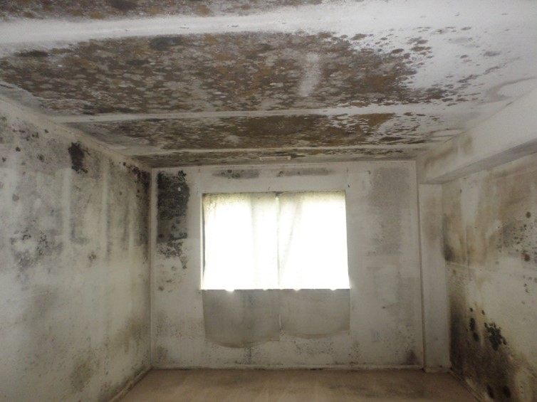 There’s Mold, and Then There’s Mold – A Commercial Mold Loss in Reston